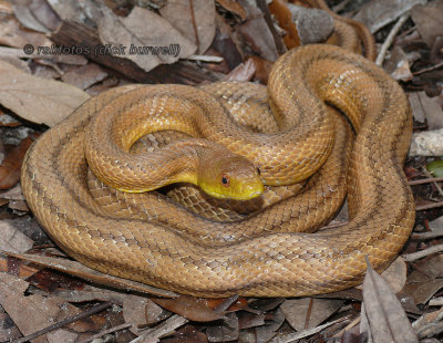 Yellow Rat Snake