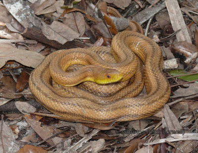 Yellow Rat Snake