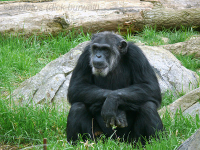 Chimpanzee Hondo(m)[rip] - NC Zoo 