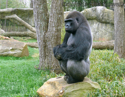 Gorilla Nkosi (m)[rip] - NC Zoo 