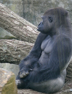 Gorilla Nkosi (m)[rip] - NC Zoo 