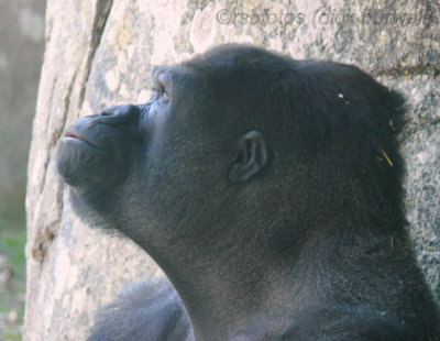 Gorilla Nkosi (m)[rip] - NC Zoo 