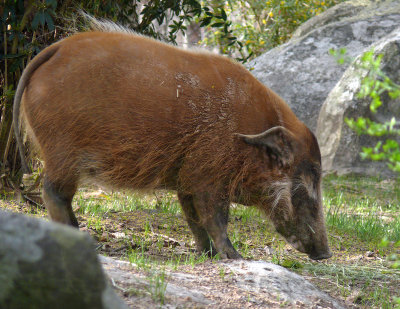 Red River Hogs