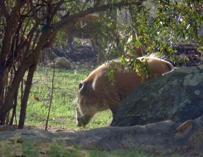 Africas Red River Hog