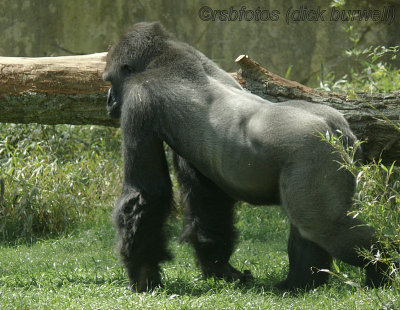 Gorilla Nkosi (m)[rip] - NC Zoo