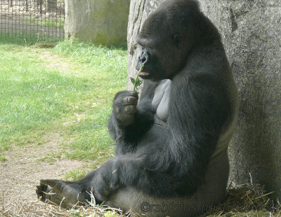 Gorilla Nkosi (m)[rip] - NC Zoo 