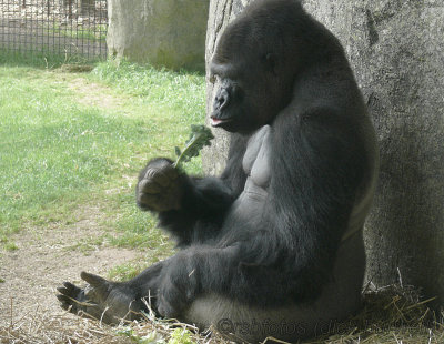 Gorilla Nkosi (m)[rip] - NC Zoo 