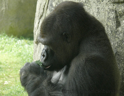 Gorilla Nkosi (m)[rip] - NC Zoo 