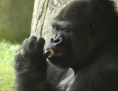 Gorilla Nkosi (m)[rip] - NC Zoo 