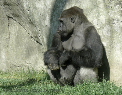 Gorilla Nkosi (m)[rip] - NC Zoo 