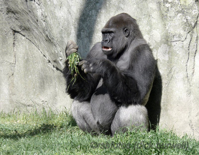 Gorilla Nkosi (m)[rip] - NC Zoo 