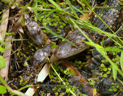 Baby Alligators