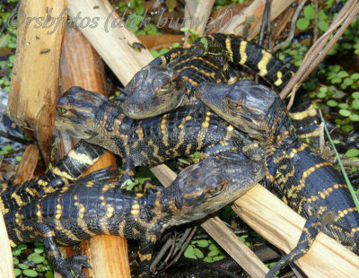 Alligator Hatchlings