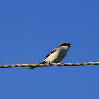 Shrikes and Vireos