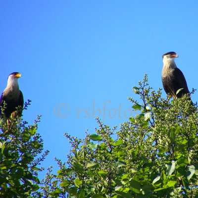 Crested Caracara