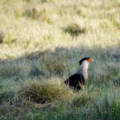 Crested Caracara