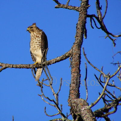 Red-shouldered Hawk