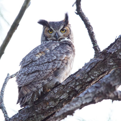 Great Horned Owl