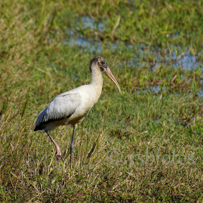 Birds in Florida