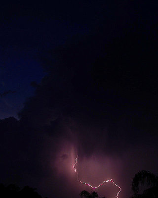 Branchless Lightning - SW FL