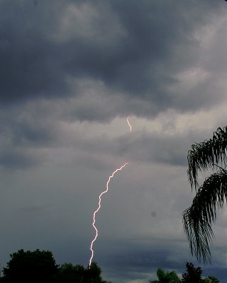Branchless Lightning - SW FL