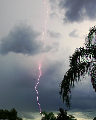 Branchless Lightning - SW FL