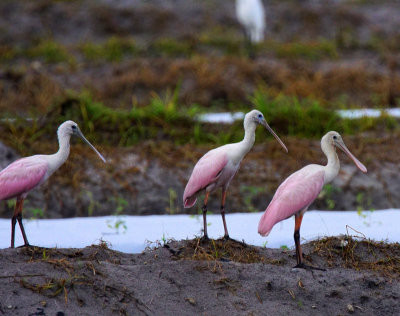 Roseate Spoonbills