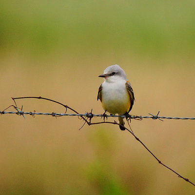 Tyrant Flycatchers