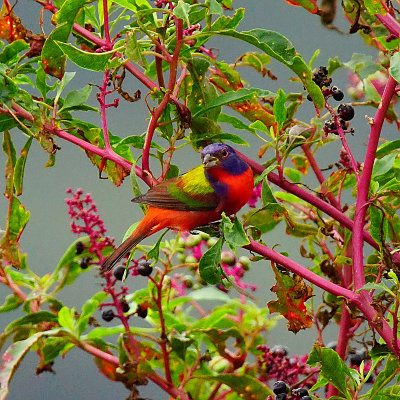 Painted Bunting [m]