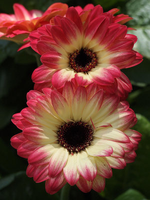 dahlias in my garden