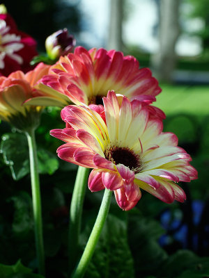 DAHLIAS IN MY GARDEN