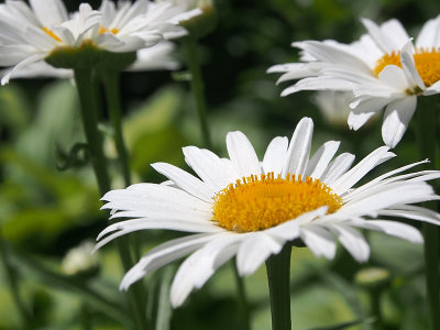 daisies