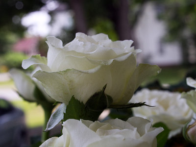 white rose