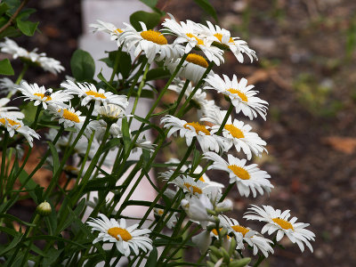 daisies