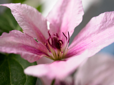 pink clematis