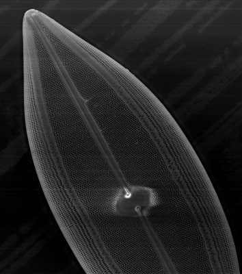 Diatom1_17.jpg