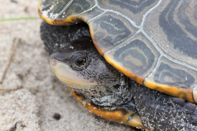 Diamondback Terrapin