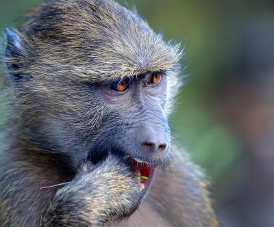 D4A_2095BaboonCropB1.jpg