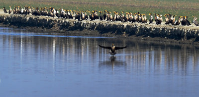 D4B_7914CormorantsPPCropA1.jpg