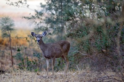 D4B_7976DeerPinnacles1.jpg