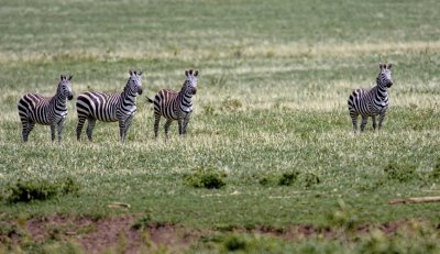 D4A_3273ZebrasSpottingLionCropA1.jpg