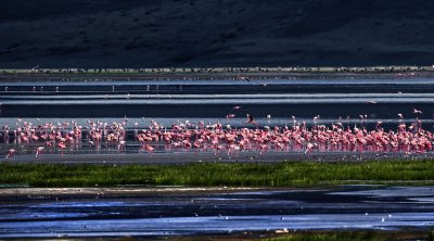 D4A_4288FlamingoesropB1.jpg