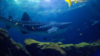 D4C_4210WhaleShark1.jpg