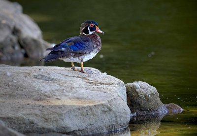 D4D_3855WWardparkWoodDuck1.jpg