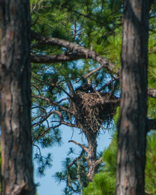 Werner-Boyce State Park-3.jpg