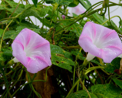 Light Morning Glory
