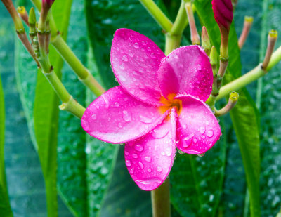 Backyard Flowers After Rain