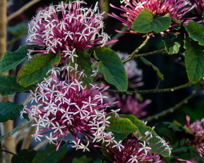 Flowers & Fungus