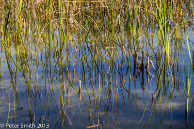 Lake Eustis shoreline