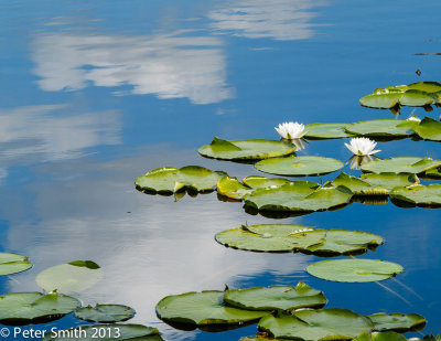 Lake May preserve